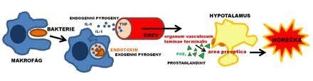 Horečka teplota zvýšená nad normu infekce, mozkové nádory, další příčiny = pyrogeny proteiny, rozpadové produkty proteolýzy, lipopolysacharidy bakteriální toxiny, produkty rozpadu tkání Působení :