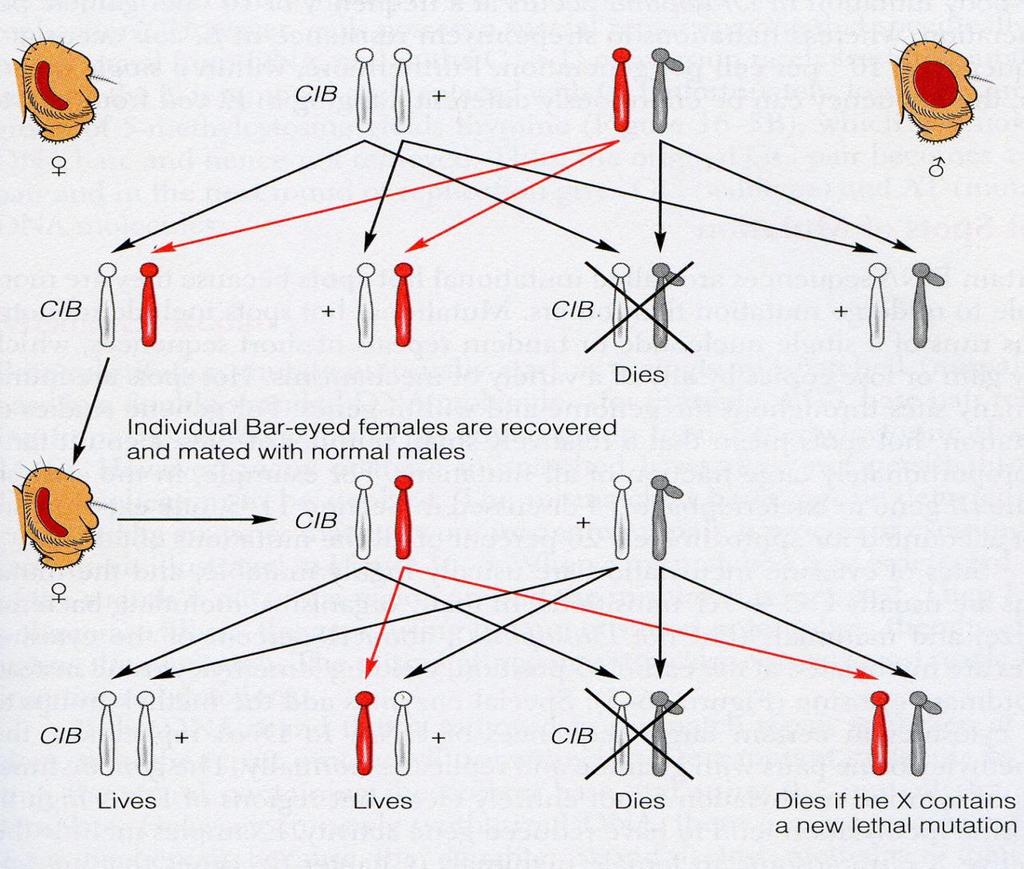 Radiační mutageneze ClB test u Drosophila melanogaster