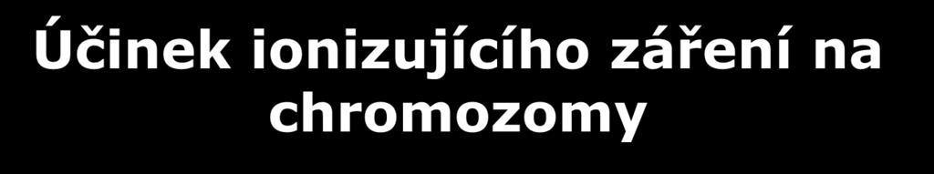 Účinek ionizujícího záření na chromozomy Ionizující