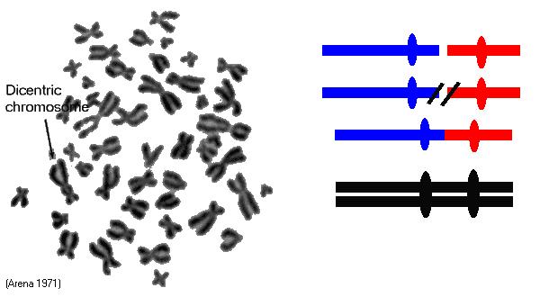 Chromozomové aberace jako indikátor radiačního poškození nestabilní