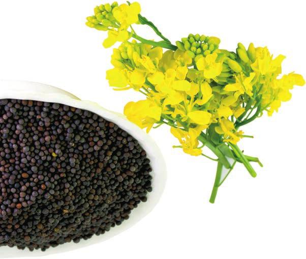 rastlín 2 1 0 voči vyzimovaniu ES AQUAREL CL Skorosť Kvitnutie voči Phoma voči Sclerotinia hybrid naplno zhodnotí potenciál pôdy hybrid nezhodnotí