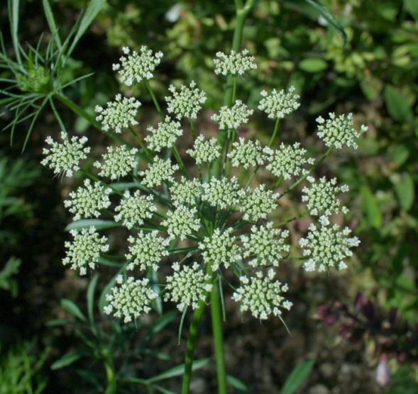 Ammi majus - morač č: Apiaceae výška