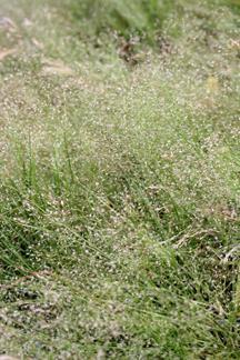 č: Poaceae Agrostis nebulosa -