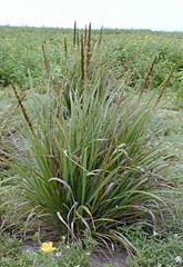 č. Poaceae z Afriky (vytrvalé druhy) Eragrostis - milička E.