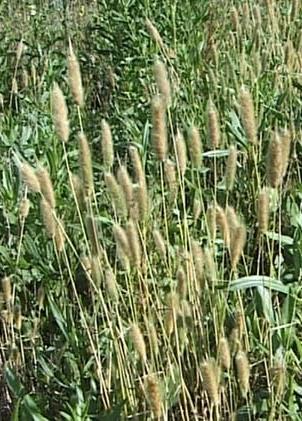 Poaceae trsnatá tráva 70 cm k