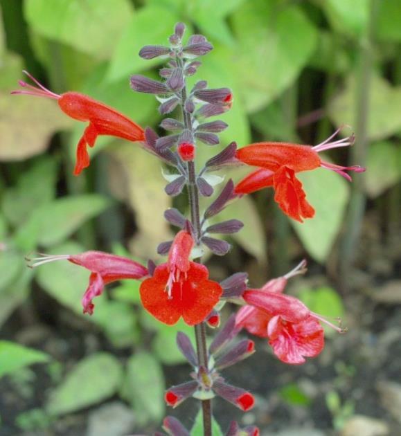 Salvia coccinea - šalvěj