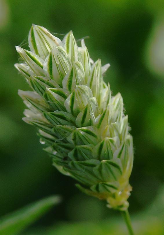 č. Poaceae 70 100 cm Phalaris canariensis - lesknice bílozelené podélné