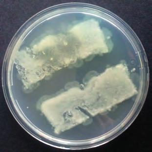 MEMBRÁNOVÉ TECHNOLOGIE Obr. 4 Porovnání koncentrace izolované DNA z AM po odsolování syrovátky Obr.
