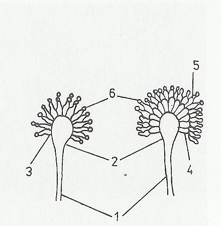 Typy konidioforů - Aspergillus 1 konidiofor 2 vezikula 3