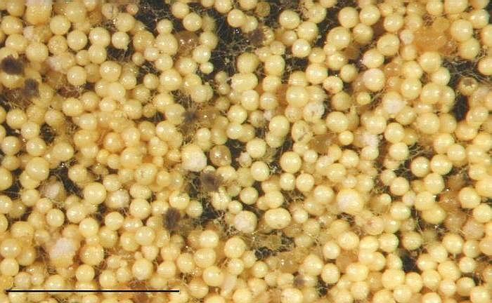 Ascomycota- Eurotium Celosvětově rozšířený druh Vyskytuje se