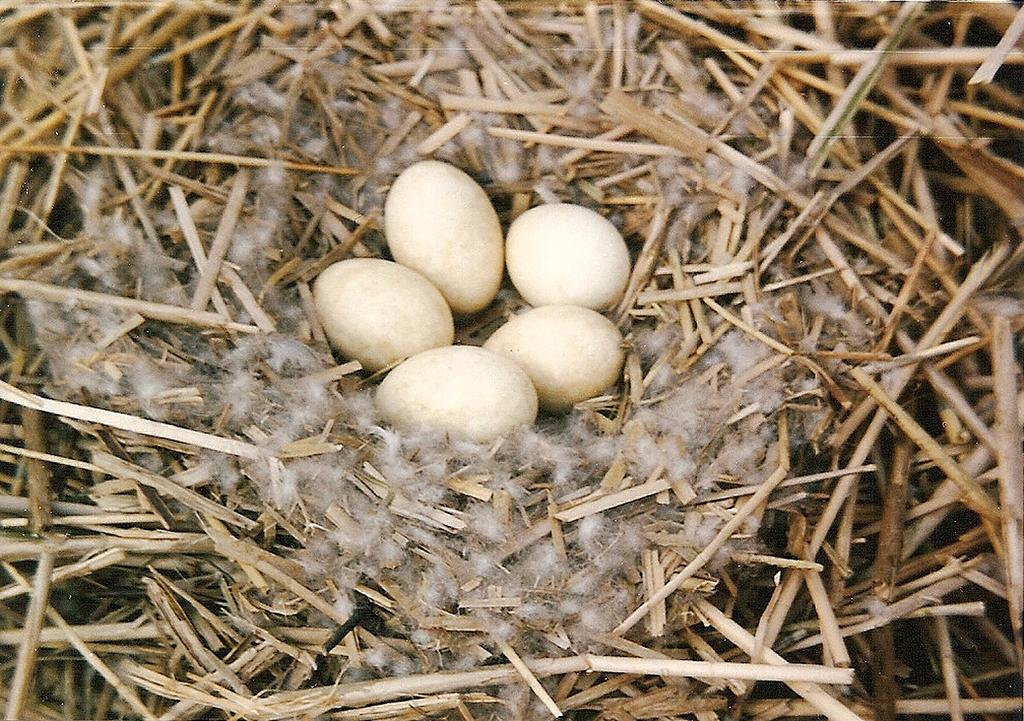 Panurus 22 (2013): 19 35 snůšce. Abnormálně malé vejce u vlaštovky obecné o rozměrech 14,6 11,1 mm bylo změřeno v roce 1986 v Brozanech. V tab.