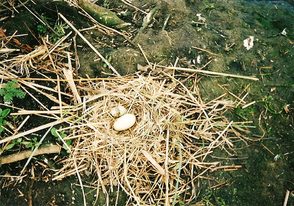 Panurus 22 (2013): 19 35 Obr. 3: Smíšená snůška racka chechtavého a neznámé kachny, Újezdský rybník, 7. 6. 1999. Foto: J. Česák. Fig.