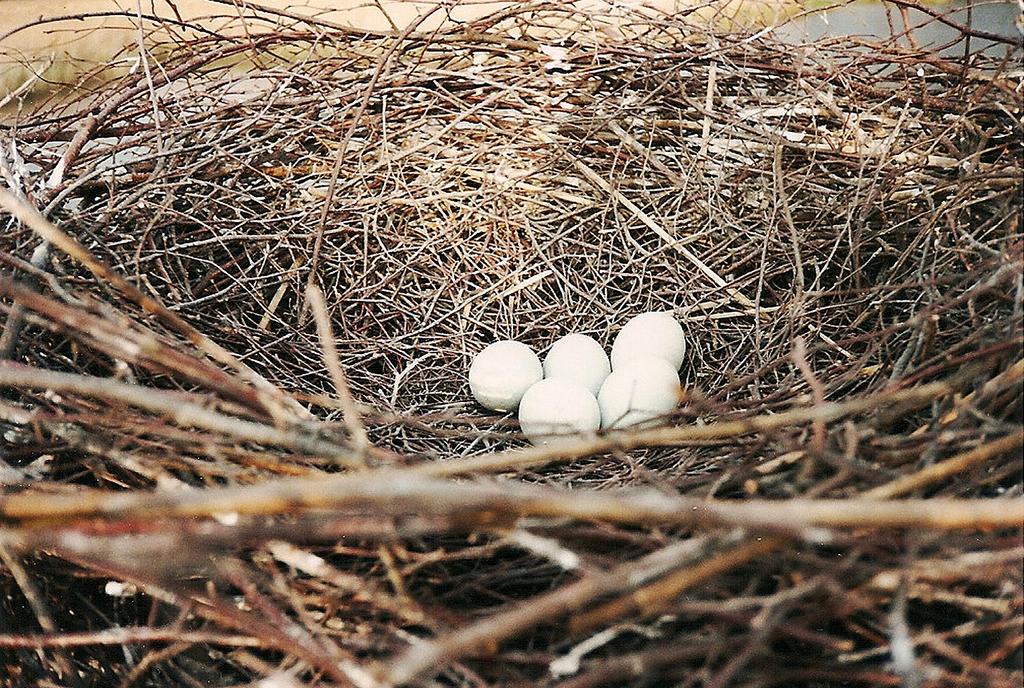 Česák J. Rozměry vajec a velikost ptačích snůšek v okolí Pardubic Obr. 4: Snůška volavky popelavé (Ardea cinerea) na mysliveckém posedu, přírodní rezervace Baroch, 28. 4. 2000. Foto: J. Česák. Fig.