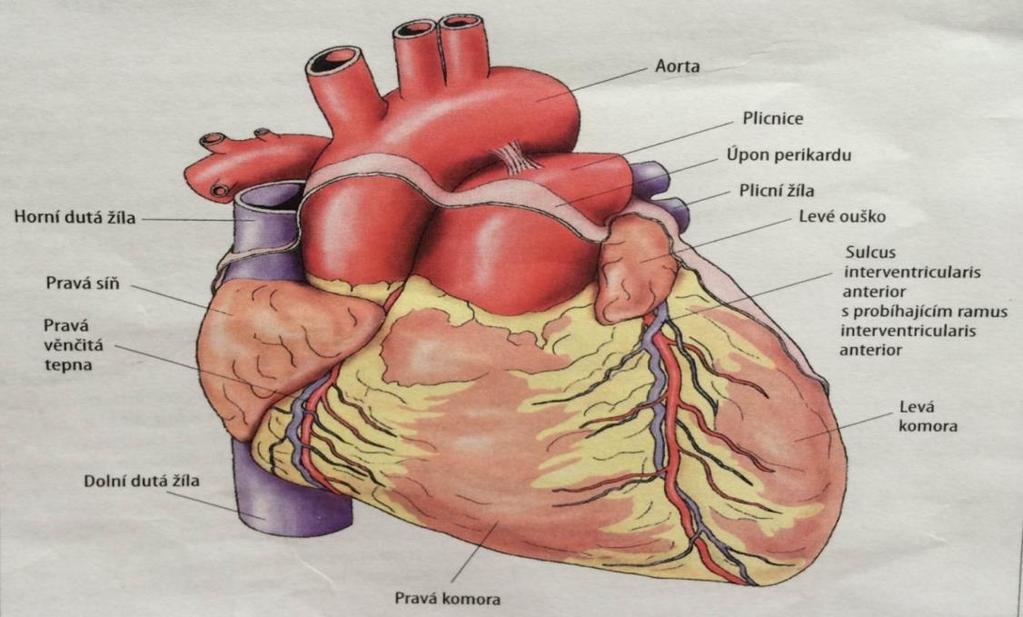 Obrázek č. 1 Pohled srdce zepředu Zdroj: KOLEKTIV, FRANTIŠEK KÖLBEL A.