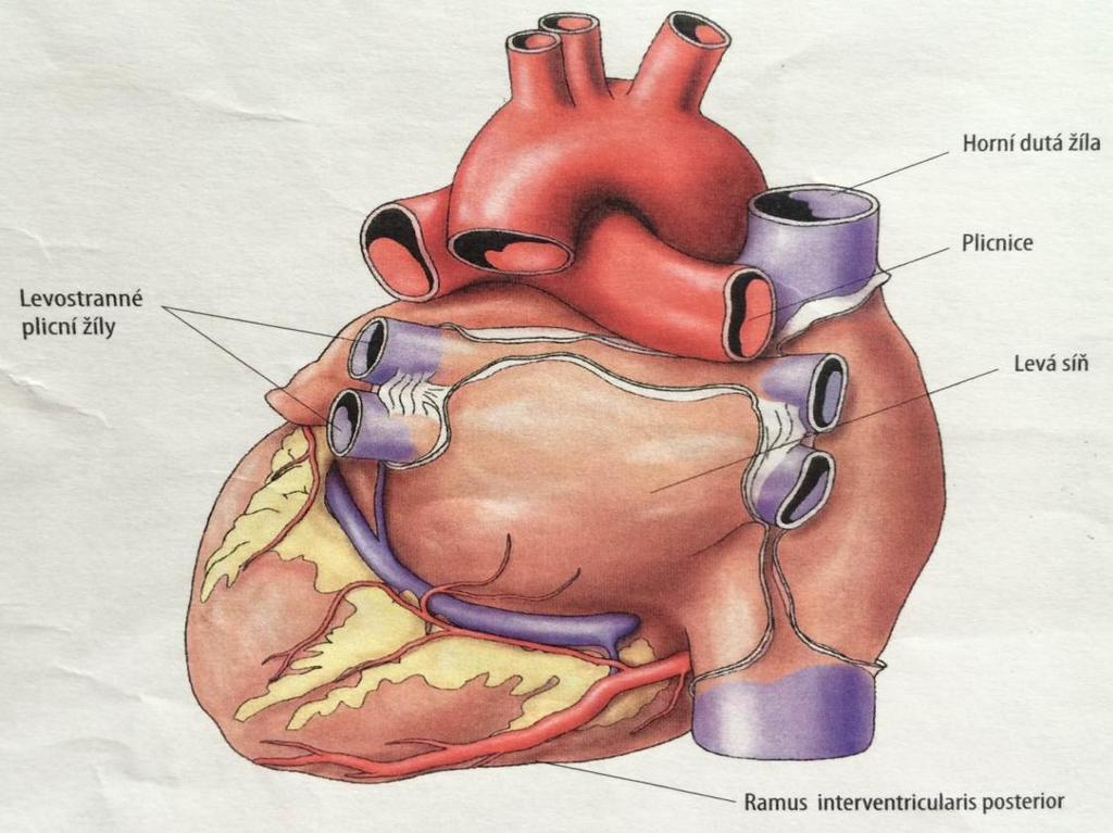 Obrázek č. 2 Pohled srdce zezadu Zdroj: KOLEKTIV, FRANTIŠEK KÖLBEL A.