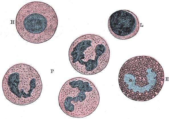 Granulocyty E- eosinofil,alergie, paraziti L nature