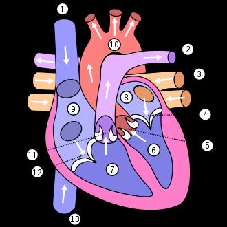 Schéma lidského srdce:. Horní dutá žíla - 2. Plicní tepna - 3. Plicní žíla - 4. Mitrální chlopeň - 5. Aortální chlopeň - 6.