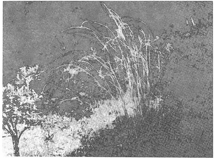 Toto společenstvo nelze zařadit do třídy Parietarietea RIVAS-MARTINES ex RIVAS GODAY 1964, která zahrnuje nitrofilní rostlinná společenstva zdí a skalních štěrbin /sub/atlantského až mediterráního