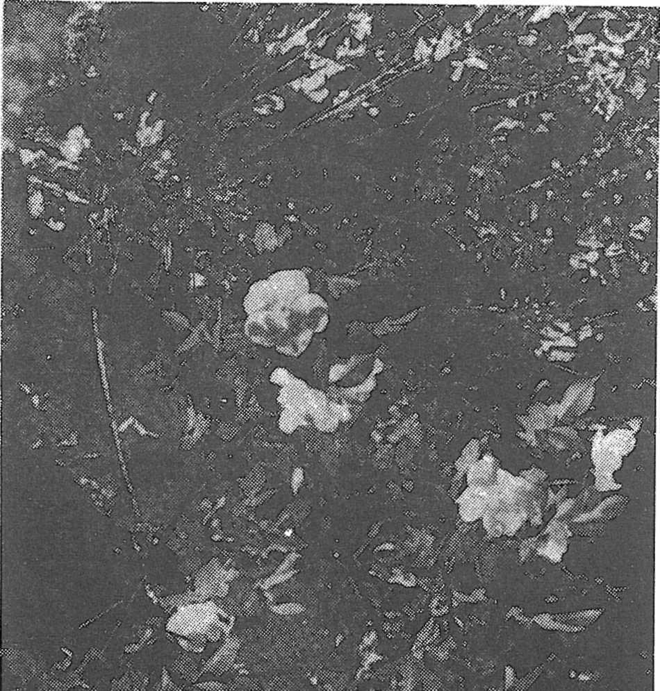 vyvinutějších jednotkách svazu již dále nevyskytují /Impatiens parviflora, Galeopsis tetrahit, G. pubescens, Alliaria petiolata, Chamerion angustifolium aj./. Společenstvo bývá druhově bohaté, velmi často se objevují s převládnutím jednoho druhu, což je opět dokladem dosud neustálených vnitřních vztahů.