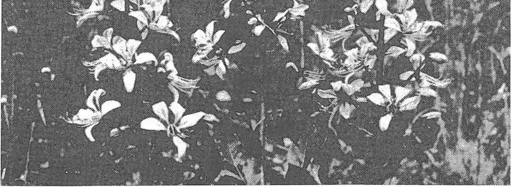 communis, Cotoneaster integerrimus a Rhamnus catharticus. Pro bylinné patro je typická výrazná dominance Dictamnus albus, Geranium sanguineum, Polygonatum odoratum a Veronica teucrium.