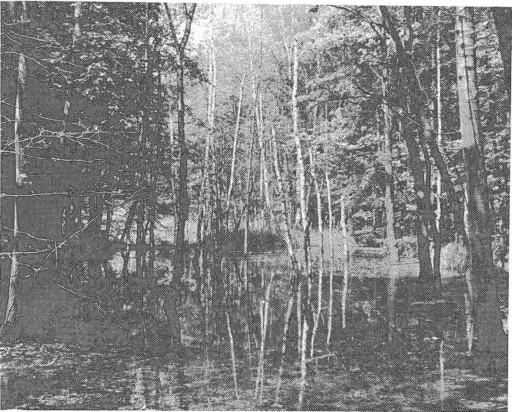 HYDROCHARITION RÜBEL 1933 Ceratophylletum demersi EGGLER 1933 se vyskytuje dosti často zejména ve stojatých vodách rybníků, ve studovaném území však častěji ve stojatých vodách aluvií, většinou