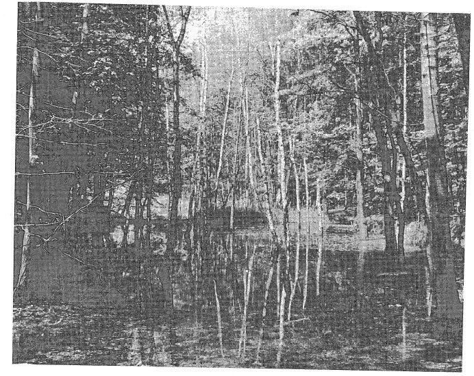 NYMPHAEION ALBAE OBERDORFER 1957 Nupharo lutei - Nymphaeetum albae NOWIŃSKI 1930 je společenstvo teplých aluviálních vod Polabí a méně často extenzívně obhospodařovaných rybníků na říčce Pšovce.