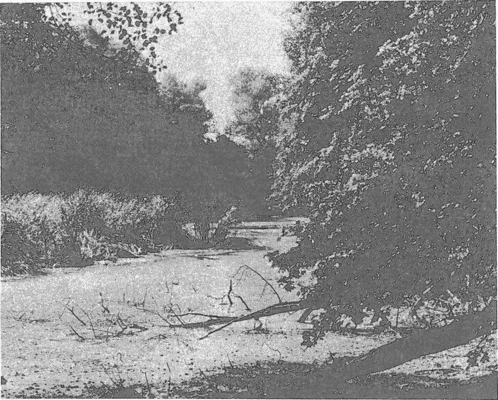 PHRAGMITION COMMUNIS KOCH 1926 Scirpetum lacustris SCHMALE 1939 bylo zaznamenáno jednak v rybníku u Kaninského dolu v údolí Pšovky, jednak na několika místech v Polabí ve stojatých /tůně, pískovny/ i