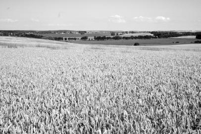 180 Obr. 5: Zemědělská krajina na Novobydžovsku. Foto L. Kadava. Fig.