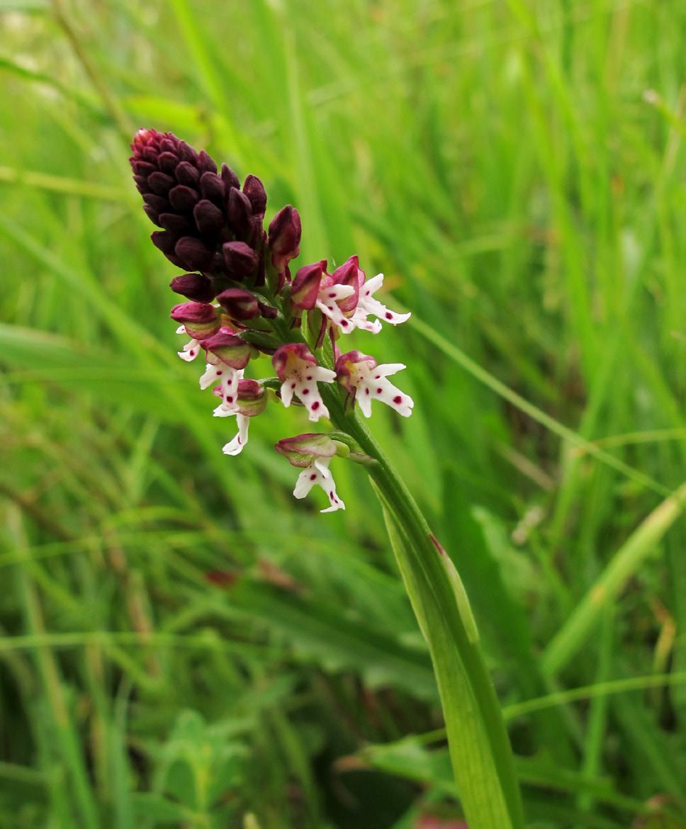 EXKURZE 35 1 2 Obr. 1. Vstavač osmahlý letní (Orchis ustulata var. aestivalis) se na valašských loukách a pastvinách stal výrazně ustupujícím druhem orchideje. Obr. 2. Řepíček řepíkovitý (Aremonia agrimonoides) má na Vsetínsku severní hranici svého areálu.