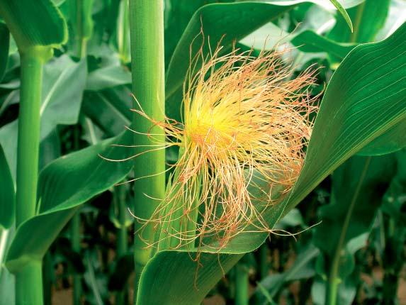 Kukuřice SAN raný hybrid polského šlechtění, FAO 2 určen pro pěstování na siláž v ŘVO a BVO dosahuje dobrý výnos celkově suché hmoty odolnost poléhání dobrý zdravotní stav, plasticita odrůdy