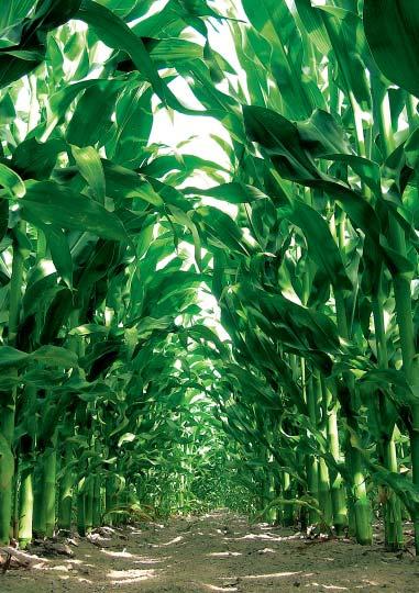 Kukuřice Hybridy firmy SYNGENTA anatan velmi raný hybrid, FAO 21 S / 22 Z vhodný na zrno i na siláž, ideální na LKS, do ŘVO a BVO velmi dobrý zdravotní stav, vysoká odolnost poléhání optimální