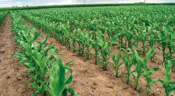 Kukuřice Hybridy firmy DEKALB DK 28 novinka Odrůda ve zkouškách ÚKZÚZ, v prodeji na základě Společného katalogu odrůd středně raný hybrid FAO 28 S / 2 Z univerzální hybrid určen do ŘVO a OVO vyžaduje