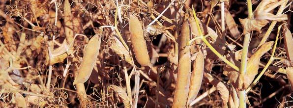 Luskoviny Hrách setý Baryton novinka majitel Südwestsaat GbR, Rastatt, Německo středně raná žlutozrnná odrůda typu semi-leafless rostliny středně vysoké, střední odolnost proti poléhání HTS středně