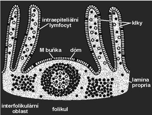 sliznic má společné rysy, ale není totožný Indukční místa imunitní odpovědi tenké střevo, kolon, rektum nosní dutina, horní cesty dýchací Jednotlivé systémy jsou