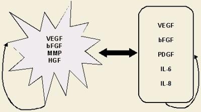 Vzájemné ovlivnění nádorových buněk a endotélií při angiogenezi VEDF=vaskulární endotelový růstový faktor; EGF=epidermální růstový faktor; PDGF=růstový faktor