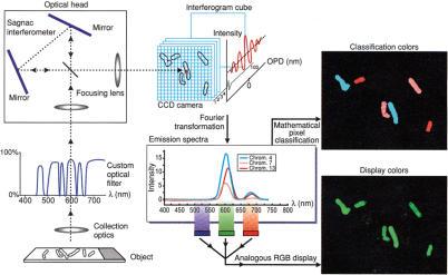 Spectral karyotype imaging