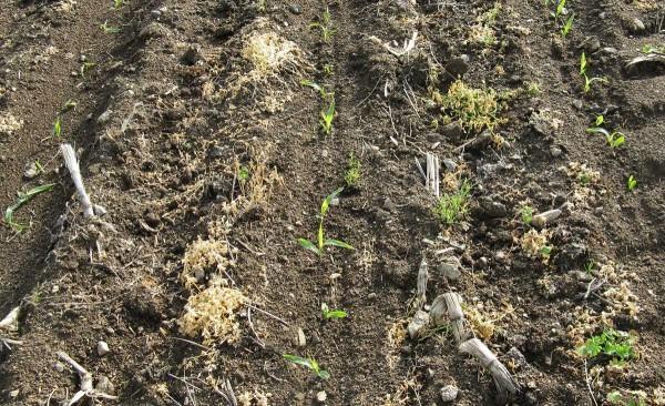Obr. 4: Kukuřice založená s využitím technologie pásového zpracování půdy po umrtvení porostu vojtěšky - při opakovaném zařazení kukuřice je výhodné, jestliže jsou pásy hlouběji prokypřené půdy