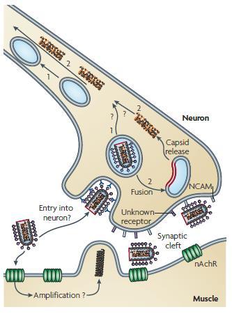 Zdroj: The cell biology of rabies virus: