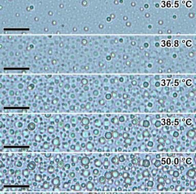 Kolaps v hydrogelech Klíčová slova: fázový přechod, hydrogel, NMR spektroskopie Hydrogely jsou měkké polymerní materiály obsahující značné množství vody.