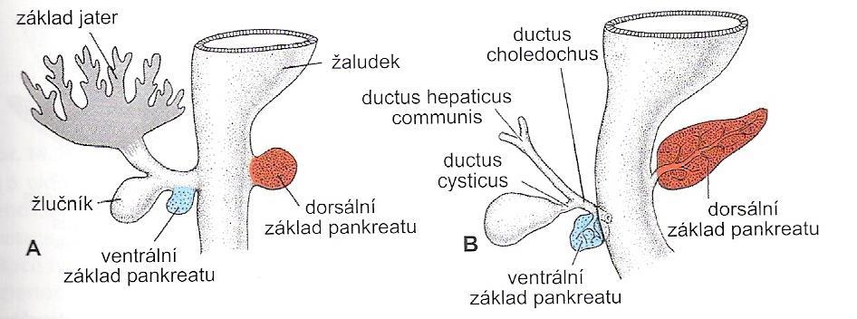 pankreatu