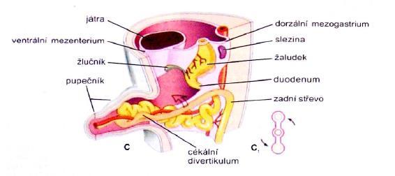 střeva