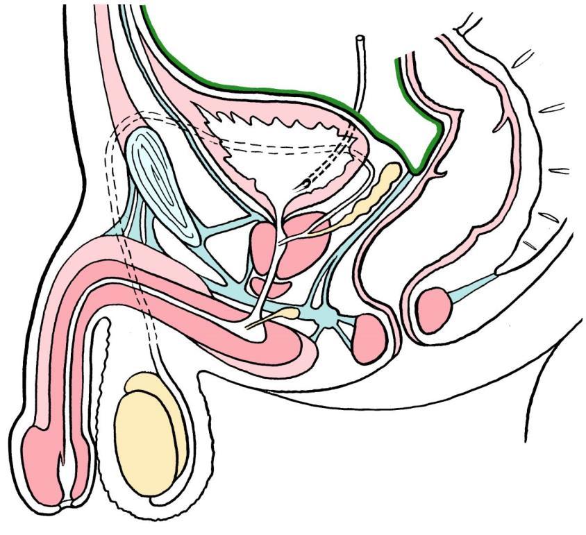 Peritoneum v pánvi 1 excavatio