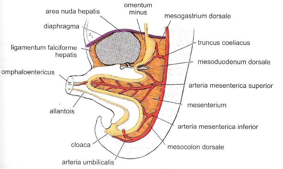 Embryonální mesenteria Trávicí trubice má v celém rozsahu vytvořený zadní závěs dorzální mesenterium U žaludku se někdy nazývá dorzální mesogastrium V oblasti duodena dorzální mesoduodenum Dále