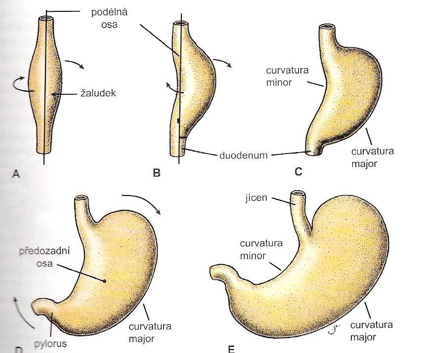 Vývoj žaludku Žaludek musí udělat dost toček, aby se z trubice dostal do správného tvaru Rotace žaludku Aby byl oploštělý