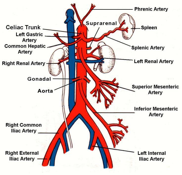 Abdominální aorta Od hiatus aorticus (cca Th12) po bifurkaci (L4) Celá uložena retroperitoneálně, parasagitálně vlevo prevertebrálně Vyšetření konvexní sondou