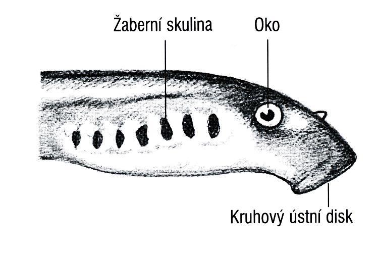 Řád: Mihule na hltan se párově napojují žaberní váčky ústí