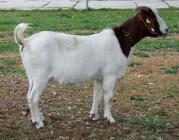 BAREVNÁ
