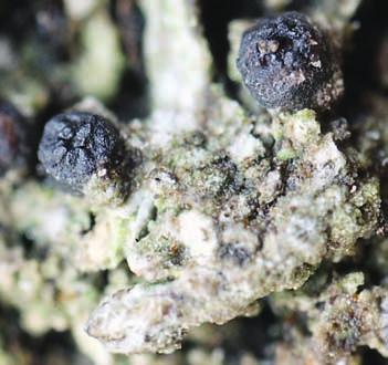 7), vlahovka řazená (Philonotis seriata), paprutka Wahlenbergova ledovcová (Pohlia wahlenbergii var. glacialis), vzácněji prutník Weigelův (Bryum weigelii).