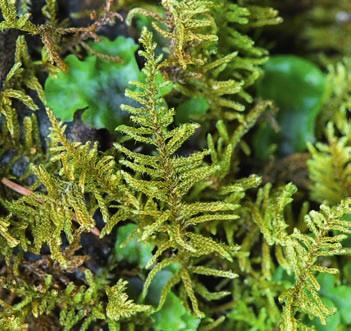 Mohou tak být v terénu přehlédnuty a zjištěny až při studiu herbářové položky pod mikroskopem; jako např. bělovec Müllerův (Isopterygiopsis muelleriana), b. překrásný (I.