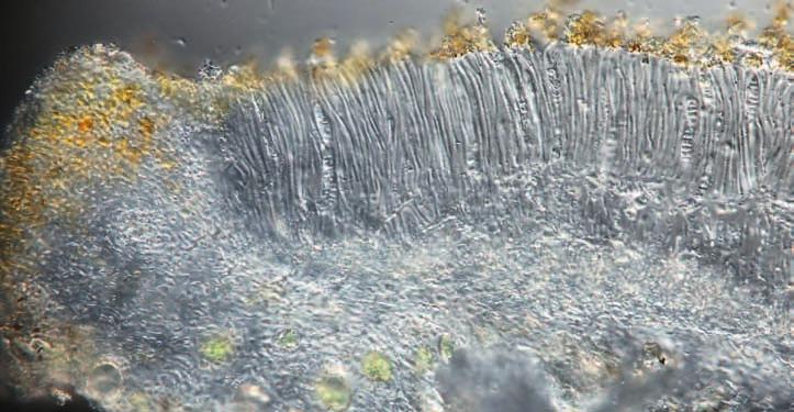 leuco - phlebia), nebo již zmíněné hávnatka žilnatá (obr. 2 a 3) a panarie kustřebkovitá. Většina jmenovaných lišejníků je v ČR doložena jen z horských lokalit.